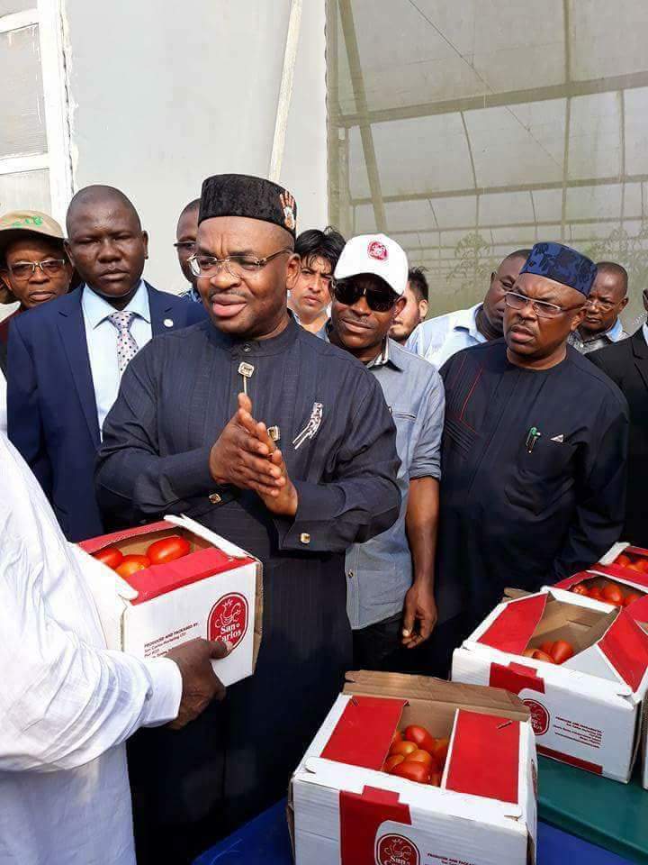 Hydride Tomatoes In Akwa Ibom State.