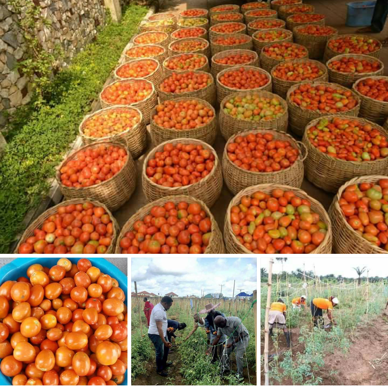 …" Planting tomatoes in the north are seasonal but in AKS is all year round"- consultant … "Udom may build a tomato processing factory in AKS"--Source An interaction with the Consultant on agriculture to Akwa Ibom Enterprise and Employment Scheme (AKEES), Mr. Bezhnev Lanqwa has revealed that Okobo LGA of Akwa Ibom State is set to yield an average of no less than 2000 tons of tomato.